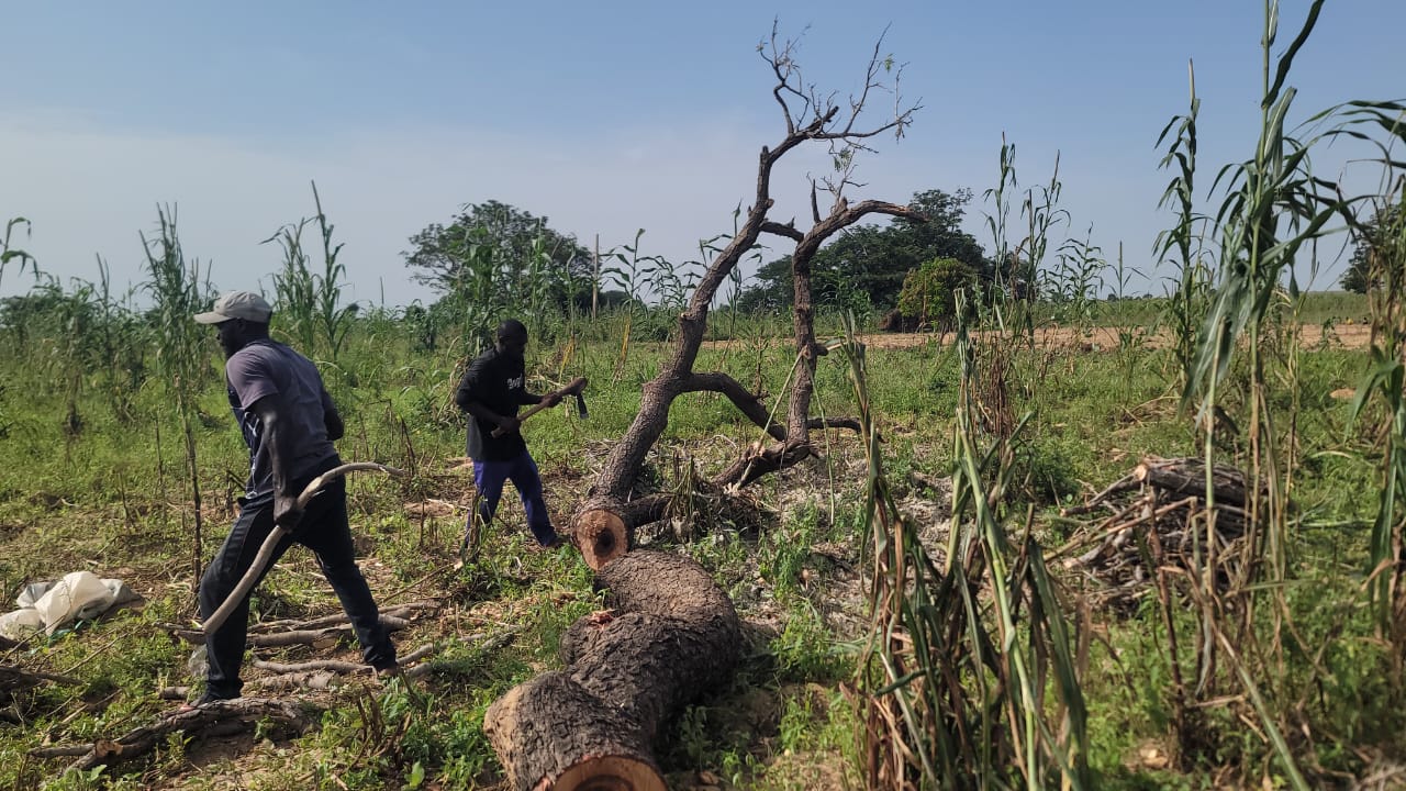 Locust trees in Sokoto