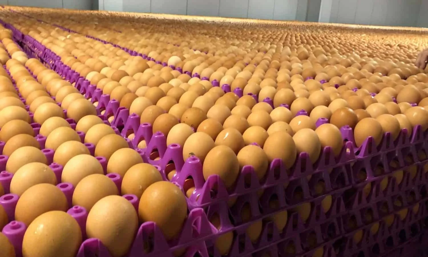 Food-Tank_Egg-Central-Station-e1532428433129