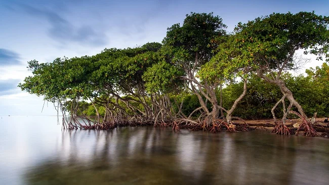 Mangroves